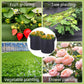 💐Nowość – 40% zniżki!🌱Worek do uprawy roślin z mikroporowatą geowłókniną